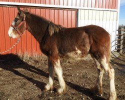 horse R.C. Bohl's Maverick (Clydesdale, 2018, from Josie's Hightower Dane)