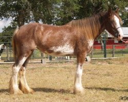 horse R.C. Bohl's Ginger (Clydesdale, 2012, from Willow Way Beau)