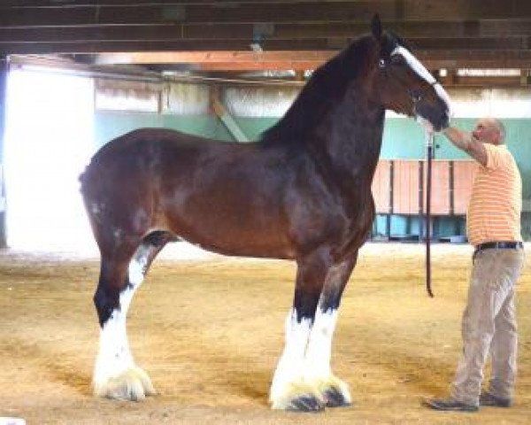 Zuchtstute R County Line Madison (Clydesdale, 2006, von Titan of Twin Creek)