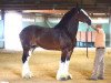 Zuchtstute R County Line Madison (Clydesdale, 2006, von Titan of Twin Creek)