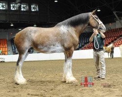 Zuchtstute Rain of Van Driest (Clydesdale, 2003, von Shining Meadows Beau Zach)