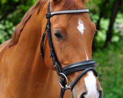 dressage horse Al Capone 182 (Little German Riding Horse, 2009, from Asat)