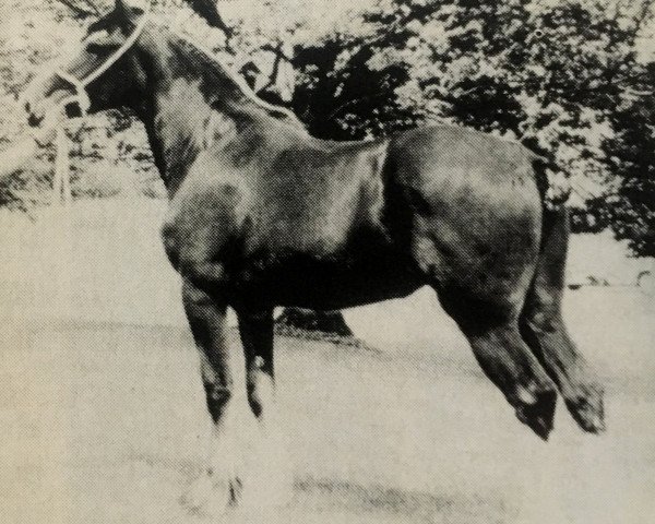 horse Rathburn Ruby (Clydesdale, 1991, from Knockandhu Prince Charming)