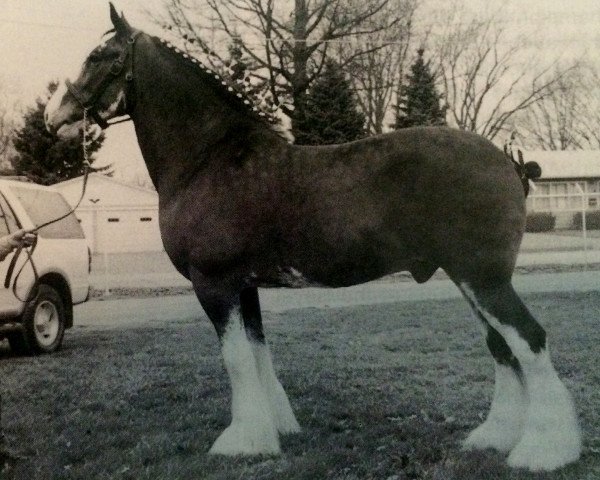 Pferd PTS Travalon (Clydesdale, 1989, von Ogdensburg Teddy's Lad)