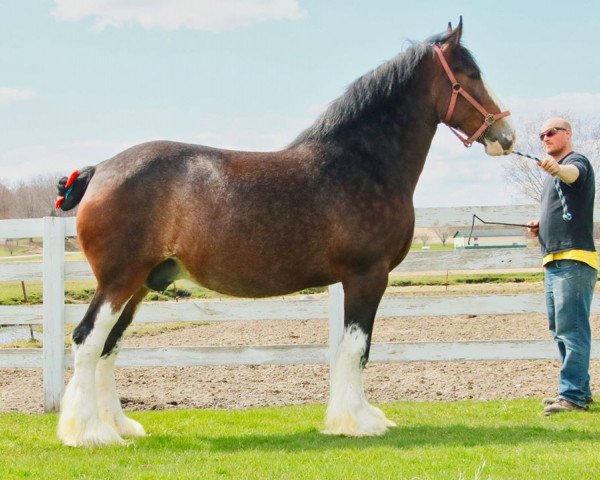 Zuchtstute R.C. Bohl's Farah (Clydesdale, 2011, von Willow Way Beau)