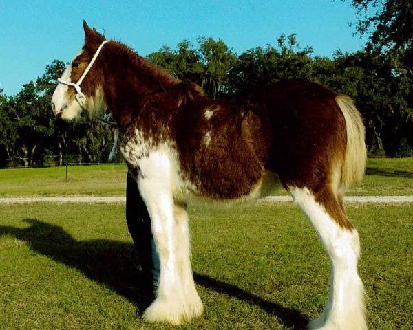 Pferd Protege's Essense of Valetta (ET) (Clydesdale, 2014, von Gregglea Azar's Protege)