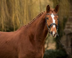 Dressurpferd Nachtfrost (Trakehner, 2015, von Bystro)