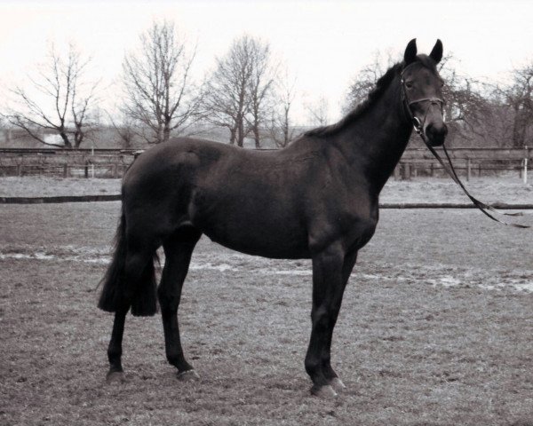 broodmare Katja 169 (Westphalian, 1988, from Kallistos x)