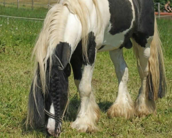stallion Buggs B. (Tinker / Irish Cob / Gypsy Vanner, 1999)
