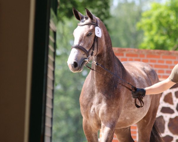 broodmare Calidrio's Mary Jane (Mecklenburg, 2017, from Calidrio)