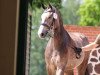 broodmare Calidrio's Mary Jane (Mecklenburg, 2017, from Calidrio)