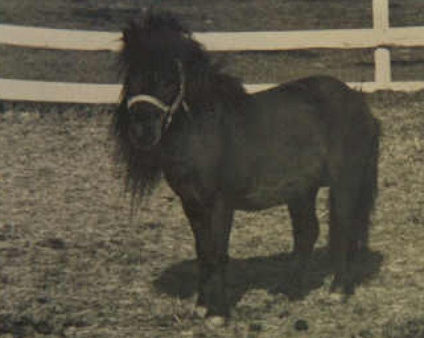 stallion Komoko's King Tut (American Miniature Horse, 1968, from Komoko's Tiny Tim)