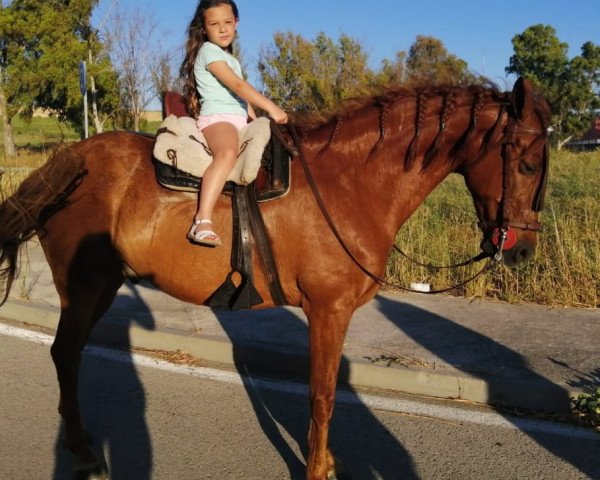 horse Apolo (Andalusier,  )