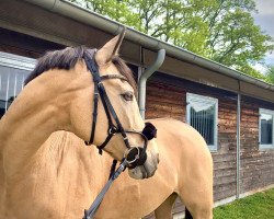 jumper Something Special 12 (German Riding Pony, 2009, from Silverado)