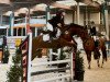 jumper Lady Laguna (New Forest Pony, 2008, from Justice H.R.)