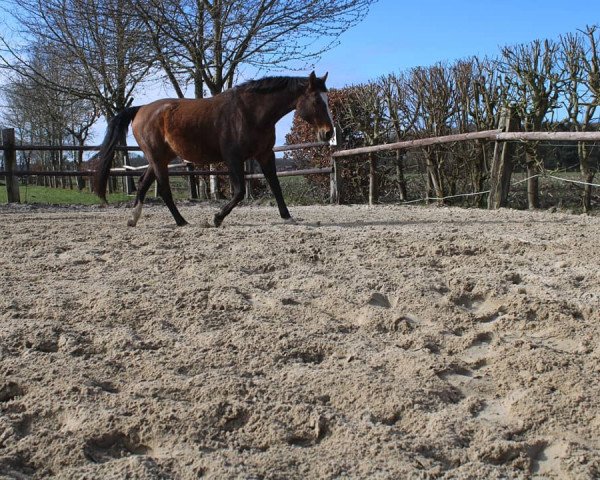 horse Gano Padano (Hanoverian, 1998, from Gracieux)