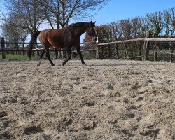 Pferd Gano Padano (Hannoveraner, 1998, von Gracieux)