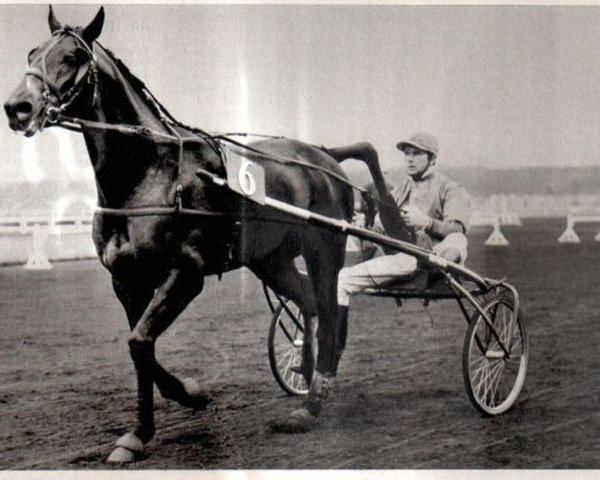 stallion Vat (FR) (French Trotter, 1965, from Mario (FR))