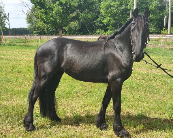 horse Esprit vom Hansenbusch (Friese, 2017, from Tsjalle 454 Sport)