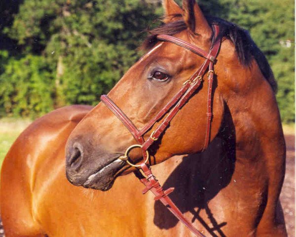 Pferd Pomme imperial (Schwedisches Warmblut, 1995, von Pomme Royal)