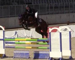 jumper Cash Blue PS (Oldenburg show jumper, 2015, from Casallco)