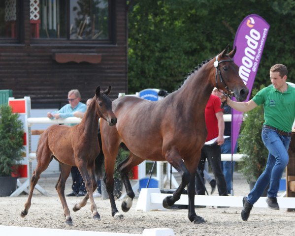 broodmare Stute von Franziskus / Rock Forever I (Westphalian, 2018, from Franziskus FRH)