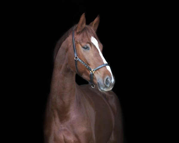dressage horse Bella Belissima 6 (Oldenburg, 2016, from Belissimo NRW)