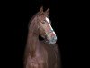 dressage horse Bella Belissima 6 (Oldenburg, 2016, from Belissimo NRW)