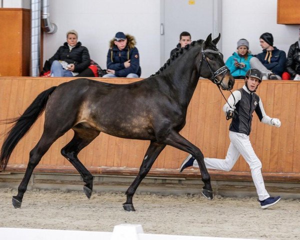 stallion First Look (Oldenburg, 2015, from Fürsten-Look)
