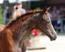 broodmare Frau Holle (Westphalian, 2018, from Franziskus FRH)