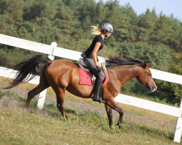 Pferd Safe & easy endurance horse (Anglo-Araber,  )