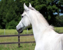 horse Kenia 27 (Trakehner, 1994, from Banditentraum)