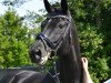 dressage horse Pretender 16 (Trakehner, 2001, from Münchhausen)