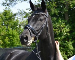 dressage horse Pretender 16 (Trakehner, 2001, from Münchhausen)