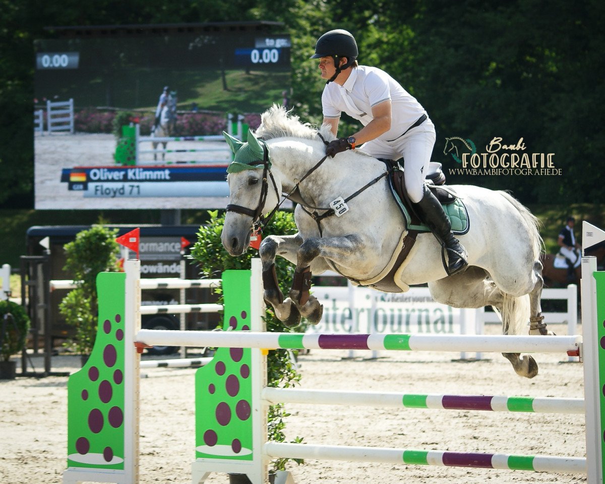 Springpferd Floyd 71 (KWPN (Niederländisches Warmblut), 2009, von Guccio)