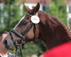 broodmare Stina (Westphalian, 2014, from Sir Heinrich OLD)