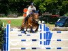 jumper Cosilio (Oldenburg show jumper, 2006, from Cosimo)