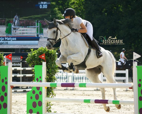 jumper Capri H (German Sport Horse, 2008, from Colorit)