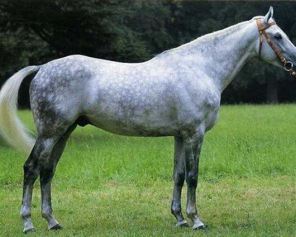 stallion Dairin AA (Anglo-Arabs, 1977, from Dionysos II AA)