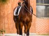 dressage horse Ravell V (Westphalian, 2012, from Ratzinger)