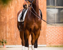 dressage horse Ravell V (Westphalian, 2012, from Ratzinger)