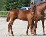 dressage horse Feingold N (Westphalian, 2018, from Franziskus FRH)