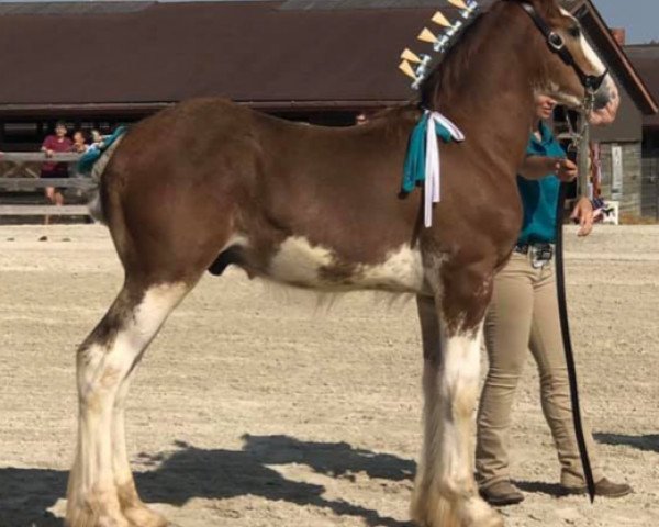 Pferd Proteges Disciple of Good Intentions (Clydesdale, 2019, von Gregglea Azar's Protege)