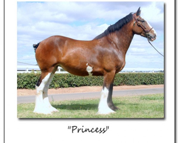 Zuchtstute Princess of Eden Valley (Clydesdale, 2004, von Ozark's Royal Double Aristocrat)