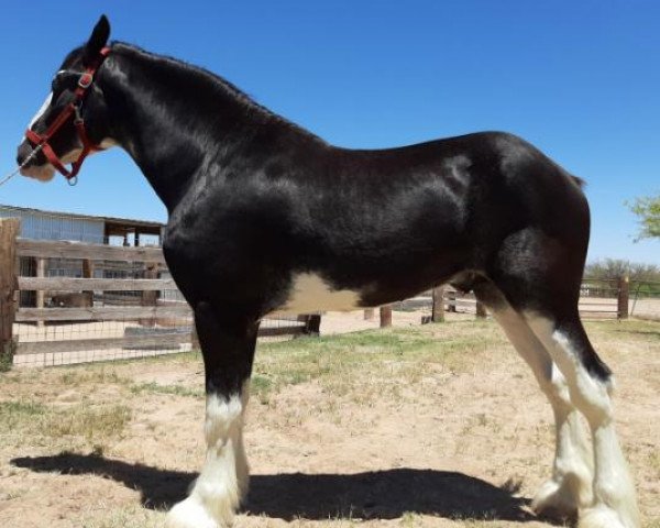 Pferd Priest Welsh True North (Clydesdale, 2017, von Blackgate Connor)