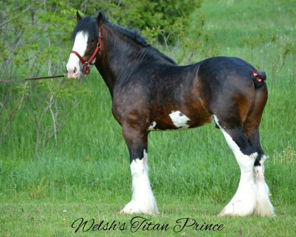 stallion Welsh's Titan Prince (Clydesdale, 2011, from Solomon's Austin)