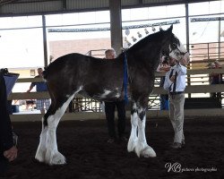 Pferd Priest Welsh Dolly Parton (Clydesdale, 2016, von Welsh's Titan Prince)