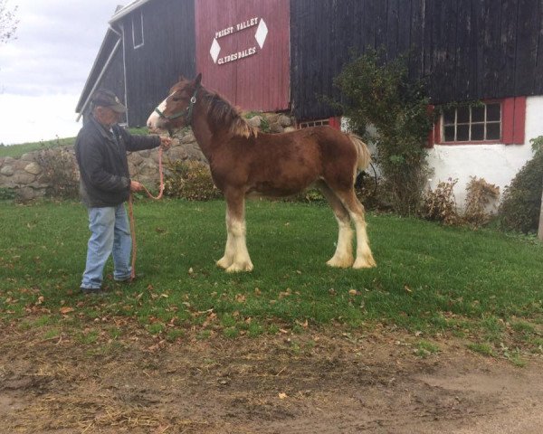 horse Priest Valley Jolene (Clydesdale, 2017, from Mountain Meadows New Image)