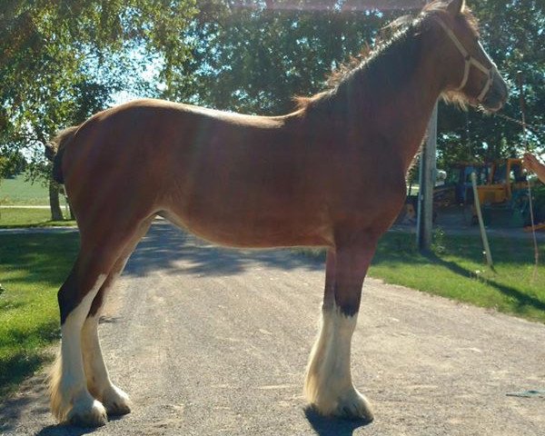 horse Priest Valley Amazing Grace (Clydesdale, 2015, from Mountain Meadows New Image)