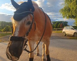 horse Aspen S (Haflinger, 2003, from Atoll)